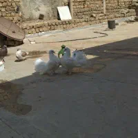 کفتر دم چتری|پرنده|قم, شهرک امام حسین|دیوار