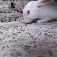 خرگوش نر