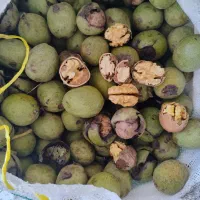 گردو تویسرکان درجه1مغز سفید پرچرب تک درخت|خوردنی و آشامیدنی|کنگاور, |دیوار