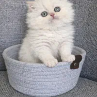بچه گربه های اشرافی