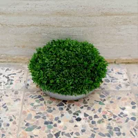 سبزه آماده تحویل|گل و گیاه طبیعی|کوهدشت, |دیوار