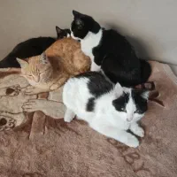 واگذاری بچه گربه تاکسیدو