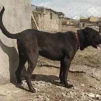 سگ سرابی