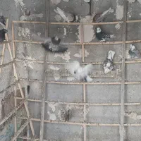 کفتر گنجه برو|پرنده|آبگرم, |دیوار