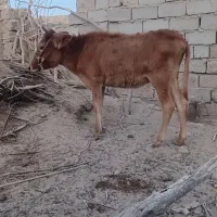 گوساله ماده