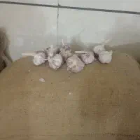 سیر|خوردنی و آشامیدنی|کرج, خرمدشت|دیوار