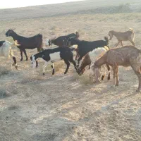 بز وبزغاله ملاثانی|حیوانات مزرعه|باوی, |دیوار