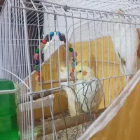 جوجه عروس هلندی|پرنده|اهواز, پردیس|دیوار