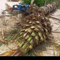 قطع نخل و درخت های مزاحم