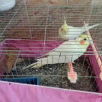 عروس هلندی