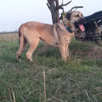 توله پژدر نر۱۱ماه اماده واگزاری