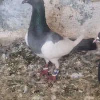 یهودی سبز نر