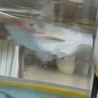 ۲ تا کت چوبی جفت ، یک عدد پنگوسی سرحال