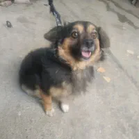 سگ پارمزین بازی گوش سالم