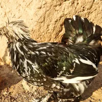 خروس سلطان|حیوانات مزرعه|کاشمر, |دیوار