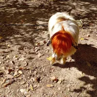 میش روزگاری|حیوانات مزرعه|بازفت, |دیوار