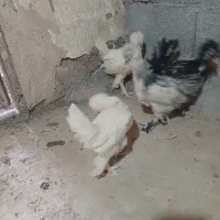 جوجه سلطان