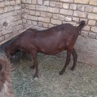 بز پاکستانی|حیوانات مزرعه|شهرضا, |دیوار