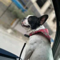 سگ فرنچ بولداگ وارداتی اصیل