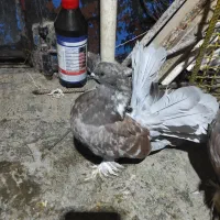 کبوتر دم چطری|پرنده|رشت, باهنر|دیوار