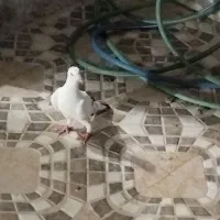 پرنده|پرنده|قیروکارزین, |دیوار