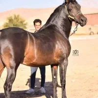 اسب کرد عرب بومی