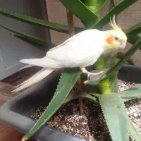 عروس‌هلندی‌‌‌‌‌‌