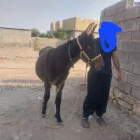 کره قاطر 14ماهه|حیوانات مزرعه|کوهمره, |دیوار