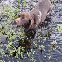 سگ پوینتر آلمانی|سگ|رودسر, |دیوار