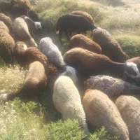 میش مدتی