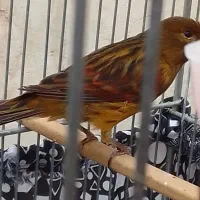 قناری سرخ اکات ونگرو سیاه وفنچ گلوبریده|پرنده|اهواز, کوی رمضان|دیوار