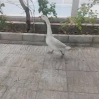 قوغاز اکرانی