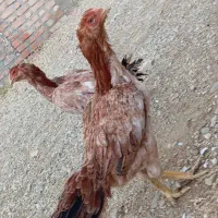 دعدد مرغ لاری تخم گذار