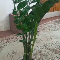 گل آپارتمانی مادری ریشه پر سالم وبدون قارچ ولک