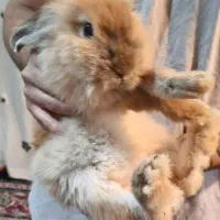 خرگوش مینی لوپ