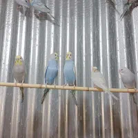 مرغ عشق رینبو|پرنده|علی‌آباد کتول, |دیوار