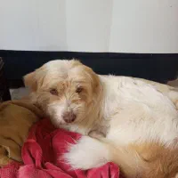 سگ پاکوتاه شیتزو