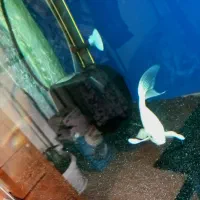 ماهی کوی پلاتینیوم باله بلند|ماهی|پرند, فاز ۳|دیوار