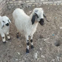 گوسفند|حیوانات مزرعه|زابل, |دیوار