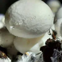 کارگر برای کارخانه قارچ