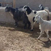 میش بز کهره بره|حیوانات مزرعه|مرودشت, ده بید|دیوار