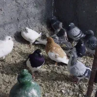 کبوتر|پرنده|شیروان (خراسان), |دیوار