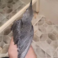 جوجه سار|پرنده|اقبالیه, |دیوار
