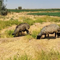 میش کر ملحه  وگوش دار سوزاستهبانی آبستن|حیوانات مزرعه|شیراز, نیستان|دیوار