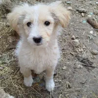 سگ پاکوتاه|سگ|شیراز, شاپورجان|دیوار