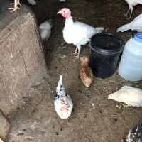 بوقلمون مرغ گلین نیمچه پولند|حیوانات مزرعه|شاهینشهر, شهرک امام علی|دیوار