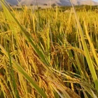 پخش برنج محلی|حراج|اقلید, |دیوار