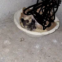 جوجه مرغ محلی ۴ روزه|حیوانات مزرعه|خورموج, |دیوار