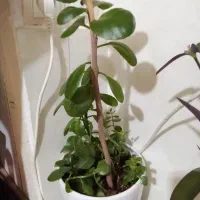 فروش گلداناین کلدان ۱۰۰ هزار بفروش می سد.