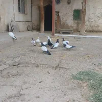 کبوتر|پرنده|لالجین, |دیوار